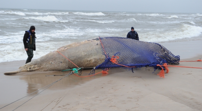  A dead whale is still lying on the beach. needed equipment 
