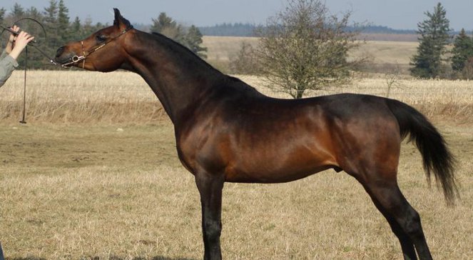 Co roku odnotowuje się ceny tych sprzedawanych koni, rekord sprzed kilku lat, czyli 1 mln 125 tys. euro nie został pobity.
