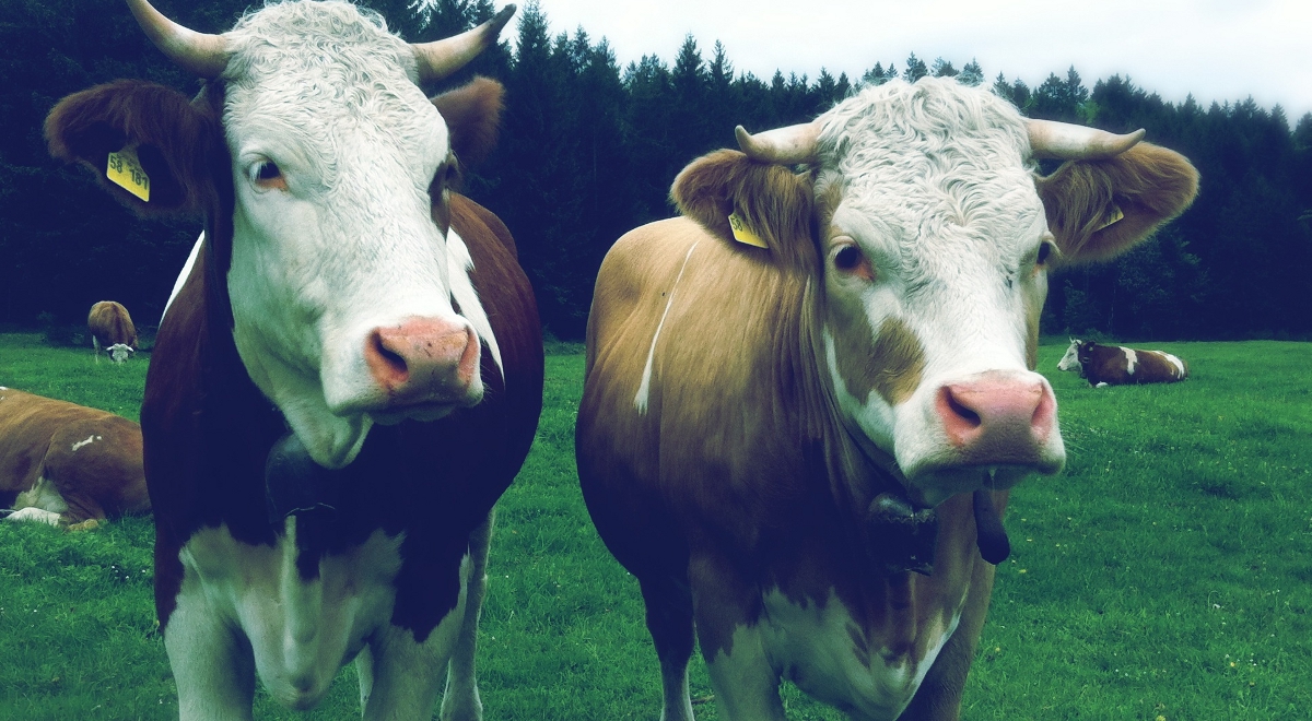 krowy flickr 1200.jpg